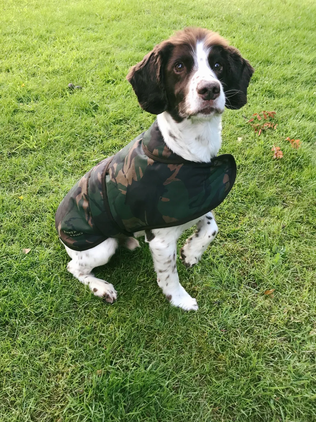 Dog Coat - Camo Wax