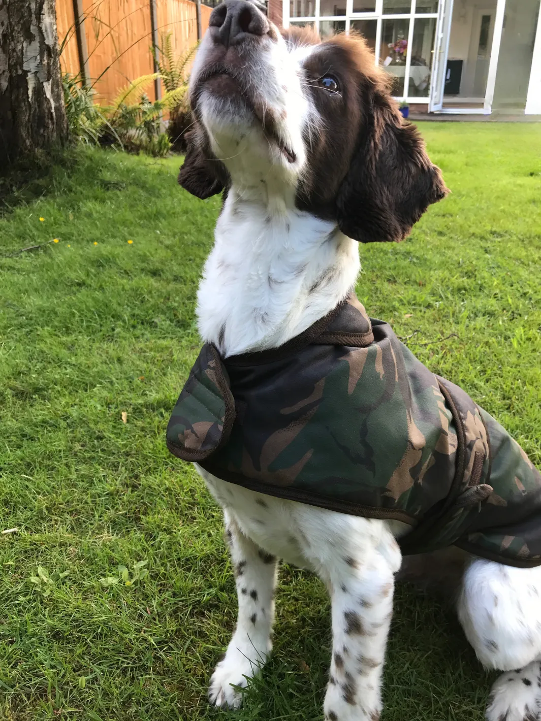 Dog Coat - Camo Wax