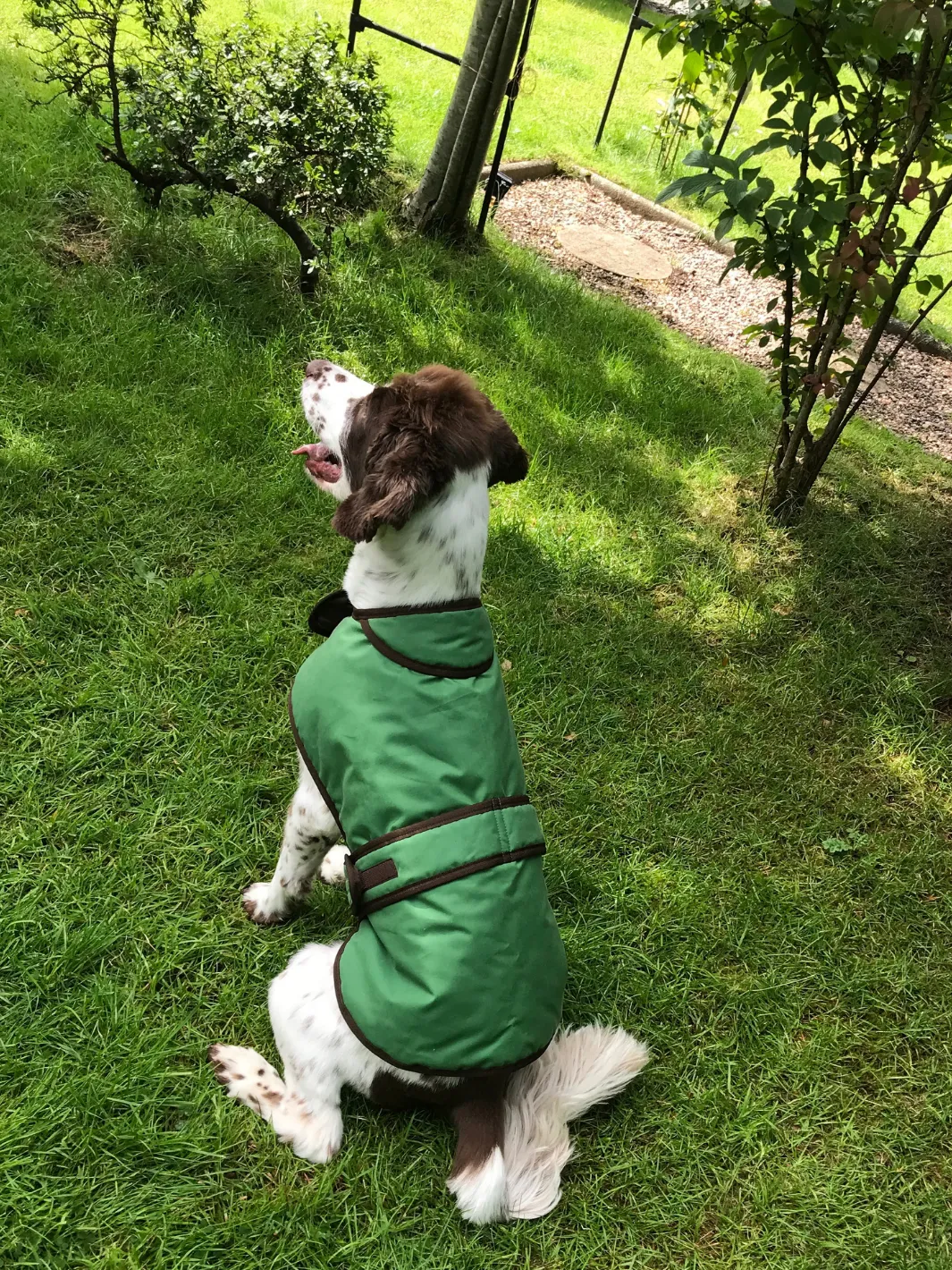 Dog Coat - Grass Green Wax